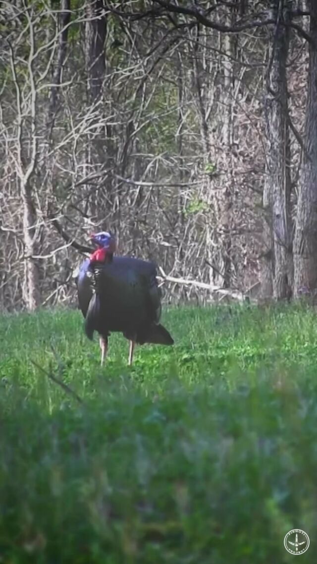 Y’all think Evy Reece gets her first gobbler this evening? Tonight at 6:00cst you’ll find out! 🦃